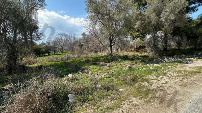 Satılık Zeytinlik